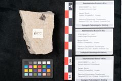 Foto (Objekt + Etikett) von Cytoseira communis Unger (NHMW-GEO-2024-0188-6677a)